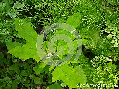 Bathua greens saag Chenopodium vagetbale Stock Photo