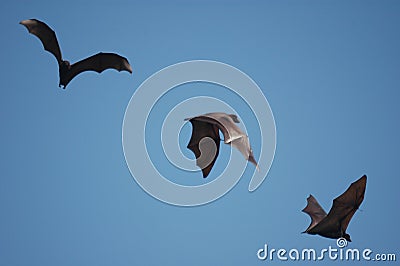 Bats Stock Photo