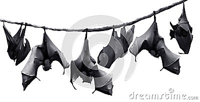 Bats Stock Photo