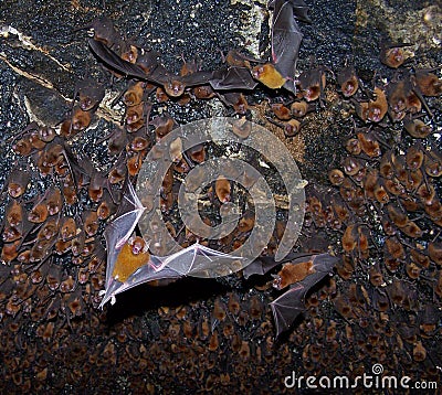 Bats in a cave. Stock Photo