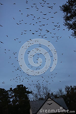 Bats flying out from bat house Editorial Stock Photo