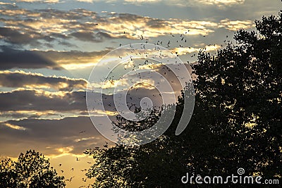 Bats flying over trees Stock Photo