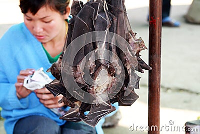 Bats food Editorial Stock Photo