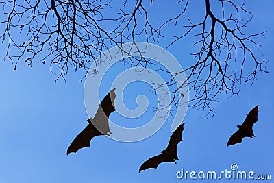 Bats silhouettes and beautiful branch for background usage Stock Photo