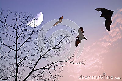 Bats silhouettes over beautiful branch and half moon as halloween background Stock Photo