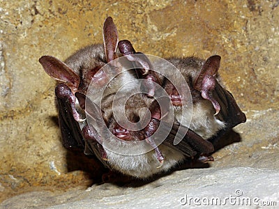 Bats sleeping in a cave Stock Photo