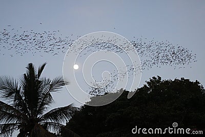 Battambong Bat Cave, Banan, Cambodia: Countless Bats swarming out in the evening dusk with full moon and silhouette of palm tree Stock Photo