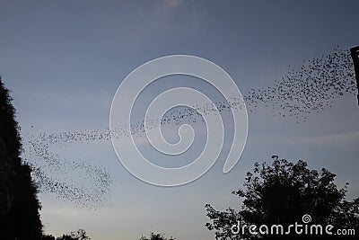 Battambong Bat Cave, Banan, Cambodia: Countless Bats swarming out in the evening dusk sky Stock Photo