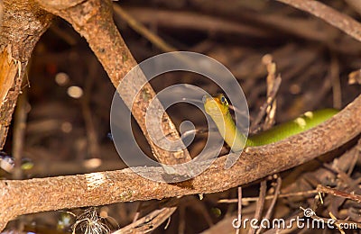 South-eastern Green Snake Kenya, Africa Stock Photo