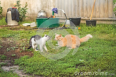 Battle of fighting cats in movement Stock Photo