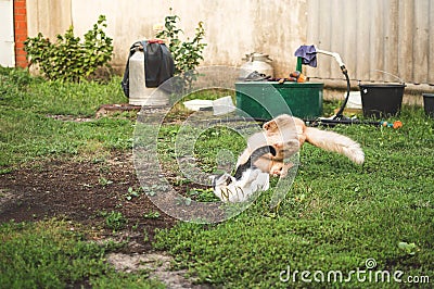 Battle of fighting cats in movement Stock Photo