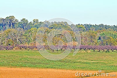 Battle of Monmouth: Battlefield Orchard Stock Photo
