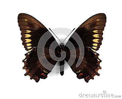 Battus polydamas (Gold-rim Swallowtail) Stock Photo