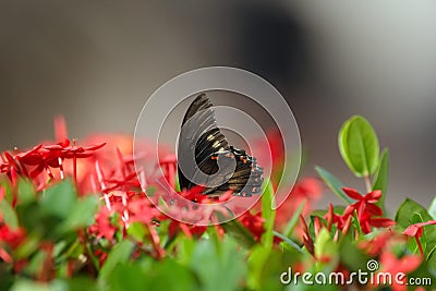 Battus polydamas swallowtail on red Ixora blooming bush Stock Photo