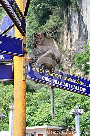 Batu cave temple there are many monkeys Kuala Lumpur Stock Photo