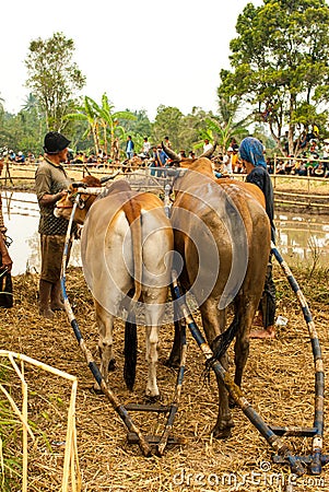 Batusangkar, Indonesia, August 29, 2015: Two cows getting ready for cow race Pacu Jawi, West Sumatra, Editorial Stock Photo