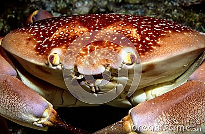 Batwing coral crab Stock Photo