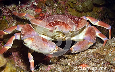 Batwing coral crab Stock Photo