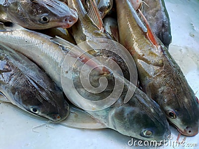Bauble fish. Fish without scales. Live on the river. Dipepes, or cook sour. Stock Photo