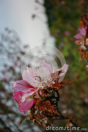 Bauhinia blakeana Stock Photo