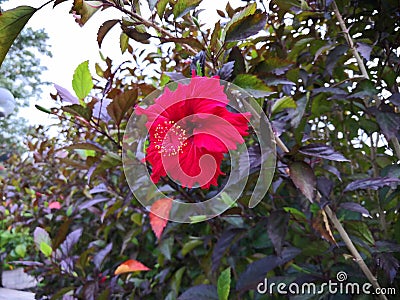 Bauhinia Hanging out of the wood Stock Photo