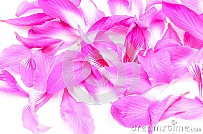 Bauhinia purpurea Stock Photo