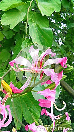 Bauhinia purpurea kaniar butterfly tree flowers leaves Stock Photo