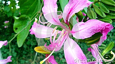 Bauhinia purpurea kaniar butterfly tree flowers stock Stock Photo