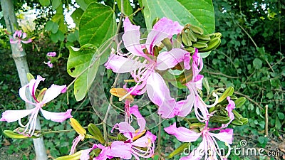 Bauhinia purpurea kaniar flowers Stock Photo