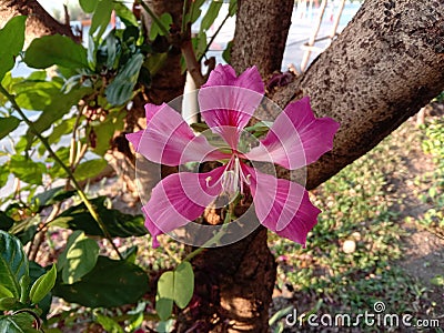 Bauhinia purpurea Linn flowers blooming on green leaves and hanging on tree . Stock Photo