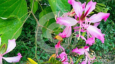 Bauhinia purpurea kaniarbutterfly tree flowers leaves Stock Photo