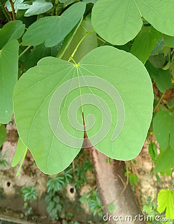 Bauhinia racemosa or apta leaf or Bidi Leaf Stock Photo