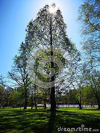 Baum im Park Stock Photo