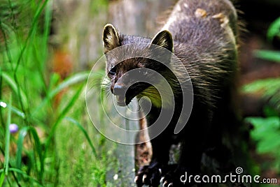 Baum marten Stock Photo