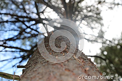 Baum Stock Photo