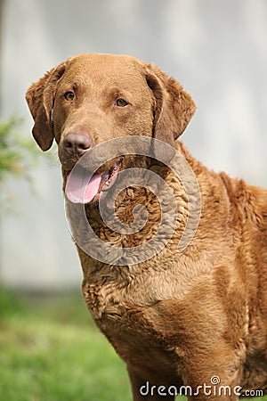 Bautiful Chesapeake bay retriever looking at you Stock Photo