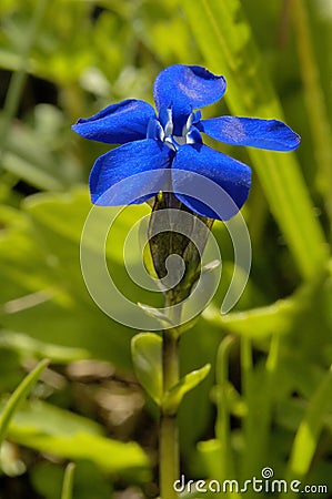 Bavarian Gentian Stock Photo