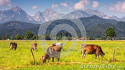 Bavarian landscape - view of grazing cows on the background of the Alpine mountains Stock Photo