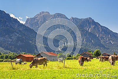 Bavarian landscape - view of grazing cows on the background of the Alpine mountains and Neuschwanstein Castle Stock Photo