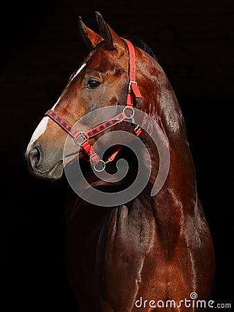Bavarian racehorse Stock Photo