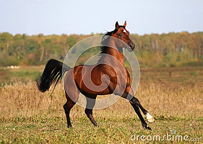 Bay arabian horse running Stock Photo