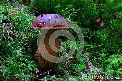 Mushroom Bay Bolete in spruce forest, fall season nature details Stock Photo