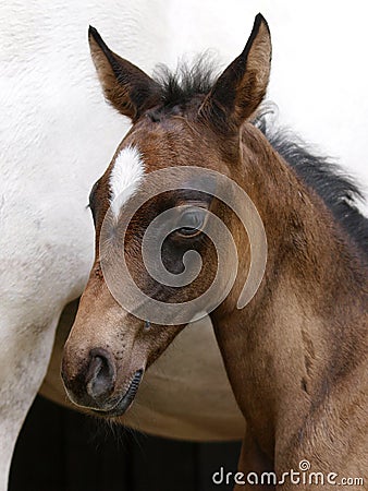 Bay Foal Headshot Stock Photo