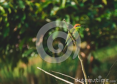 Bay-headed Bee-eater Merops leschenaulti is a species of bird Stock Photo