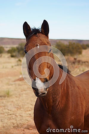 Bay Horse Stock Photo