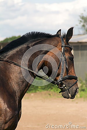 Bay horse Stock Photo