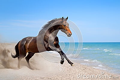 Bay horse along seashore Stock Photo