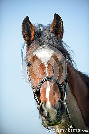 Bay horse with a beautiful blaze looking into the distance on a clear blue sky day. Stock Photo