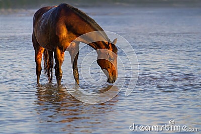 Bay horse drink wate Stock Photo