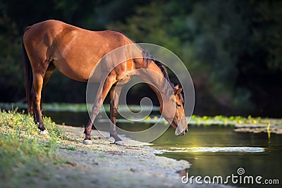 Horse drink water Stock Photo